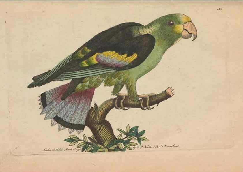 Reproducción/Reproduction 30550623650: The naturalist's miscellany, or Coloured figures of natural objects. London :Printed for Nodder & Co.,1789-1813