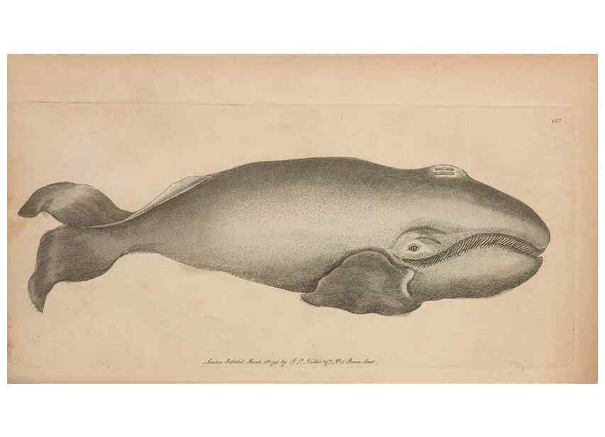 Reproducción/Reproduction 30550626940: The naturalist's miscellany, or Coloured figures of natural objects. London :Printed for Nodder & Co.,1789-1813