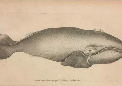 Reproducción/Reproduction 30550626940: The naturalist's miscellany, or Coloured figures of natural objects. London :Printed for Nodder & Co.,1789-1813