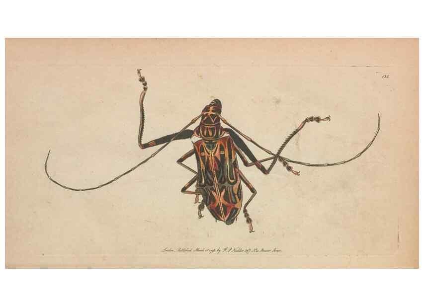 Reproducción/Reproduction 30814967766: The naturalist's miscellany, or Coloured figures of natural objects. London :Printed for Nodder & Co.,1789-1813