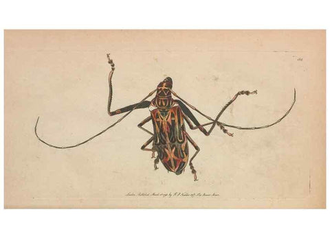 Reproducción/Reproduction 30814967766: The naturalist's miscellany, or Coloured figures of natural objects. London :Printed for Nodder & Co.,1789-1813