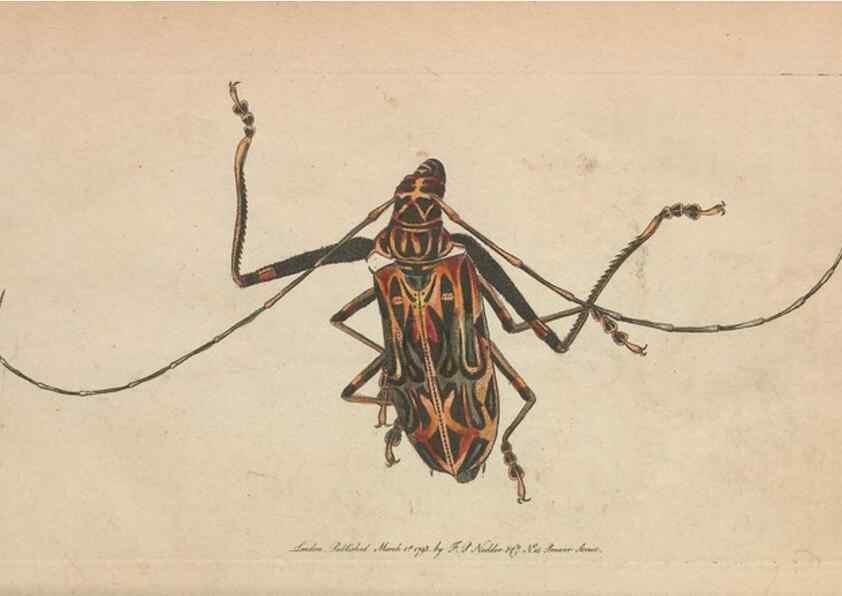 Reproducción/Reproduction 30814967766: The naturalist's miscellany, or Coloured figures of natural objects. London :Printed for Nodder & Co.,1789-1813