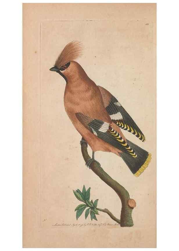 Reproducción/Reproduction 30814969786: The naturalist's miscellany, or Coloured figures of natural objects. London :Printed for Nodder & Co.,1789-1813
