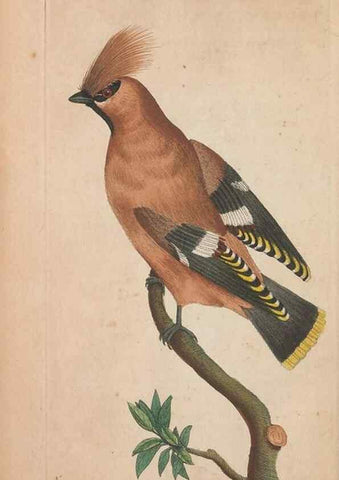 Reproducción/Reproduction 30814969786: The naturalist's miscellany, or Coloured figures of natural objects. London :Printed for Nodder & Co.,1789-1813