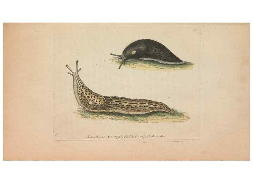 Reproducción/Reproduction 30550632390: The naturalist's miscellany, or Coloured figures of natural objects. London :Printed for Nodder & Co.,1789-1813