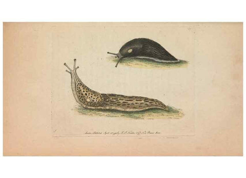 Reproducción/Reproduction 30550632390: The naturalist's miscellany, or Coloured figures of natural objects. London :Printed for Nodder & Co.,1789-1813