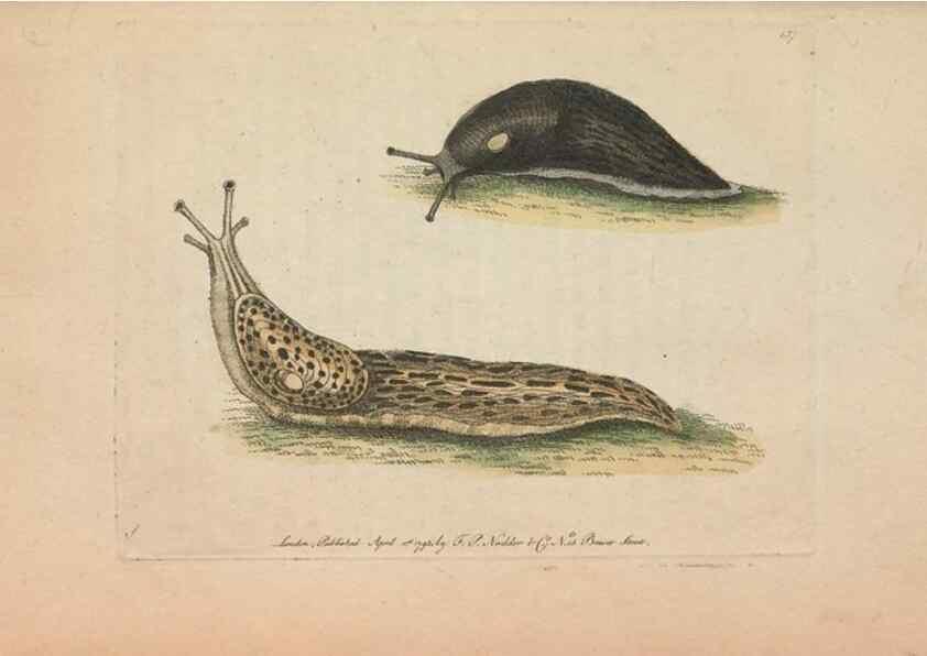 Reproducción/Reproduction 30550632390: The naturalist's miscellany, or Coloured figures of natural objects. London :Printed for Nodder & Co.,1789-1813