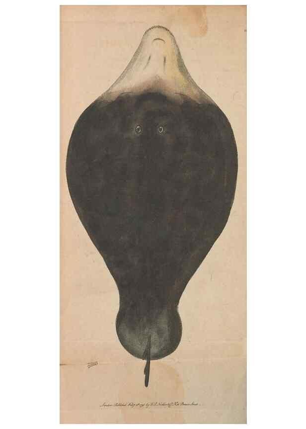 Reproducción/Reproduction 30567791840: The naturalist's miscellany, or Coloured figures of natural objects. London :Printed for Nodder & Co.,1789-1813