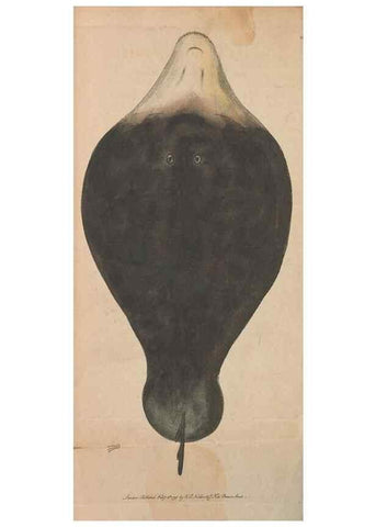 Reproducción/Reproduction 30567791840: The naturalist's miscellany, or Coloured figures of natural objects. London :Printed for Nodder & Co.,1789-1813