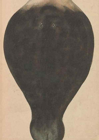 Reproducción/Reproduction 30567791840: The naturalist's miscellany, or Coloured figures of natural objects. London :Printed for Nodder & Co.,1789-1813