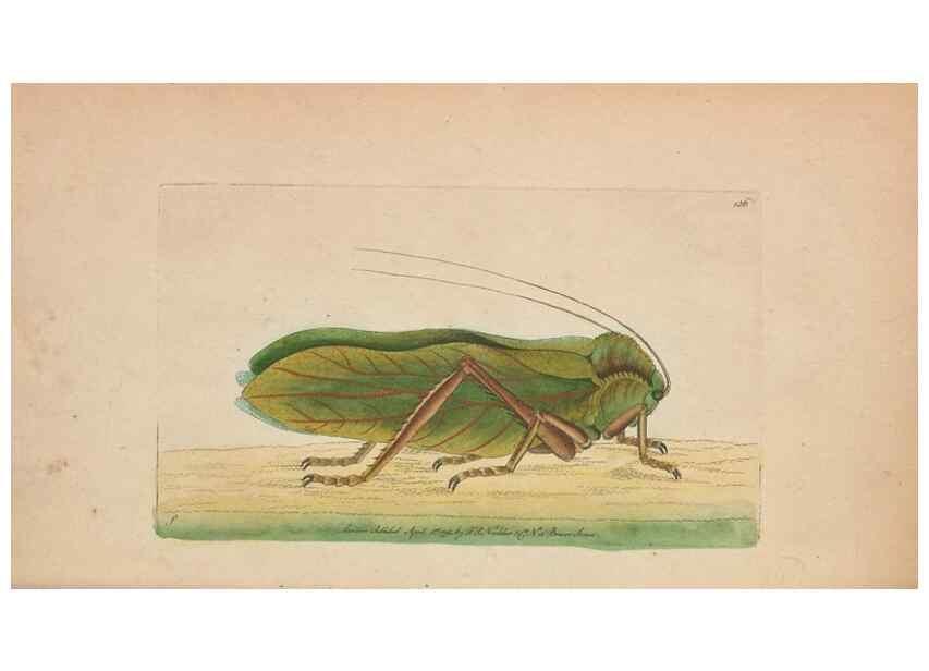 Reproducción/Reproduction 30550633260: The naturalist's miscellany, or Coloured figures of natural objects. London :Printed for Nodder & Co.,1789-1813
