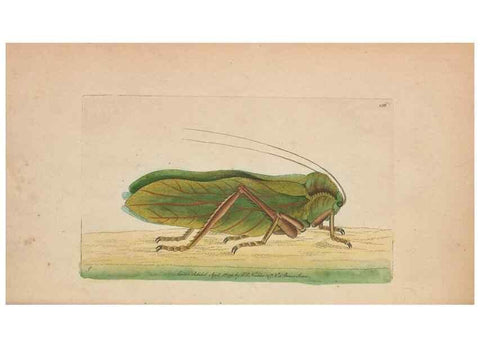 Reproducción/Reproduction 30550633260: The naturalist's miscellany, or Coloured figures of natural objects. London :Printed for Nodder & Co.,1789-1813