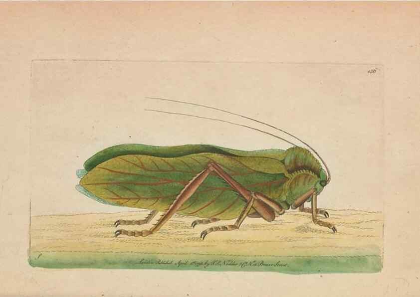 Reproducción/Reproduction 30550633260: The naturalist's miscellany, or Coloured figures of natural objects. London :Printed for Nodder & Co.,1789-1813