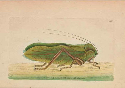 Reproducción/Reproduction 30550633260: The naturalist's miscellany, or Coloured figures of natural objects. London :Printed for Nodder & Co.,1789-1813