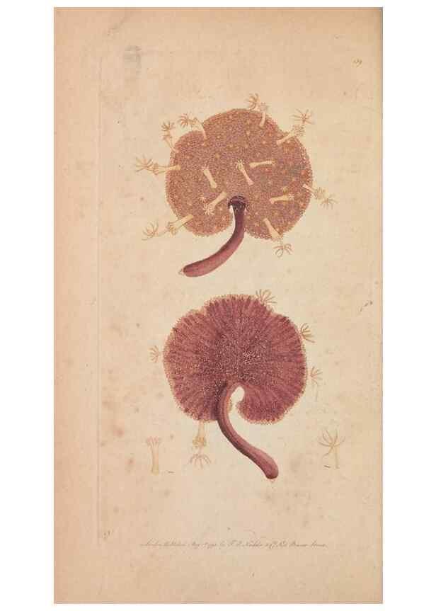 Reproducción/Reproduction 30851611655: The naturalist's miscellany, or Coloured figures of natural objects. London :Printed for Nodder & Co.,1789-1813