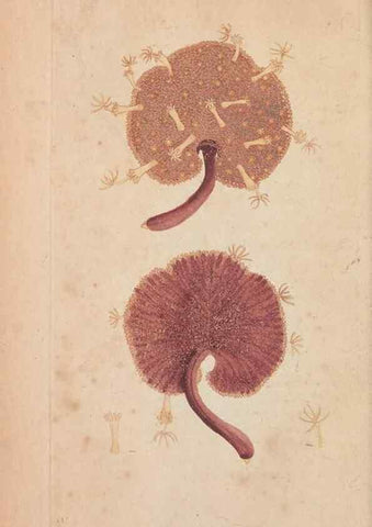 Reproducción/Reproduction 30851611655: The naturalist's miscellany, or Coloured figures of natural objects. London :Printed for Nodder & Co.,1789-1813