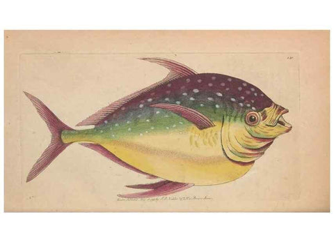 Reproducción/Reproduction 30851613265: The naturalist's miscellany, or Coloured figures of natural objects. London :Printed for Nodder & Co.,1789-1813