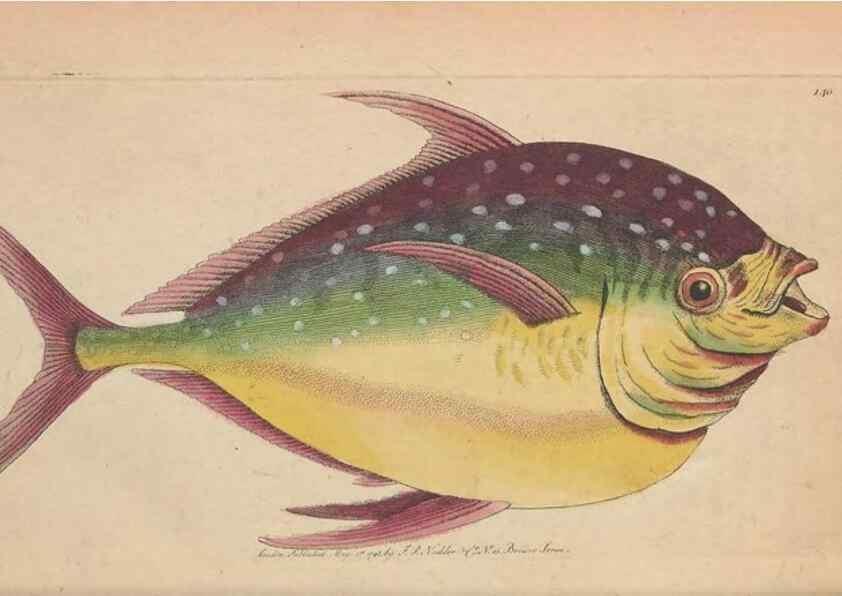 Reproducción/Reproduction 30851613265: The naturalist's miscellany, or Coloured figures of natural objects. London :Printed for Nodder & Co.,1789-1813