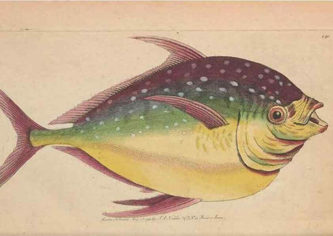 Reproducción/Reproduction 30851613265: The naturalist's miscellany, or Coloured figures of natural objects. London :Printed for Nodder & Co.,1789-1813