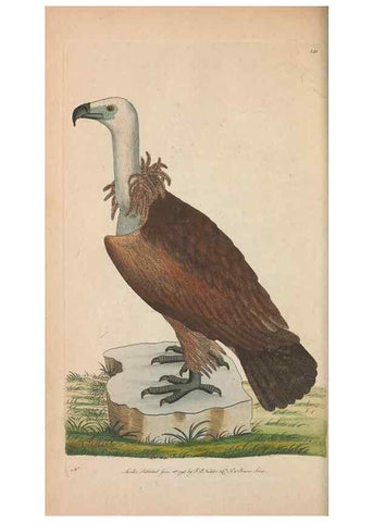 Reproducción/Reproduction 30550636930: The naturalist's miscellany, or Coloured figures of natural objects. London :Printed for Nodder & Co.,1789-1813