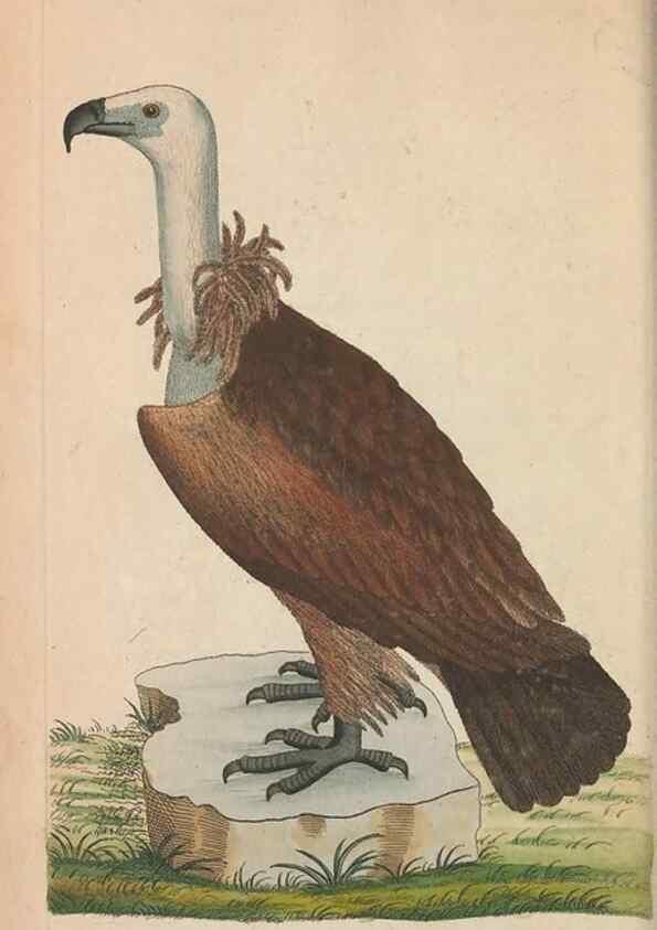 Reproducción/Reproduction 30550636930: The naturalist's miscellany, or Coloured figures of natural objects. London :Printed for Nodder & Co.,1789-1813