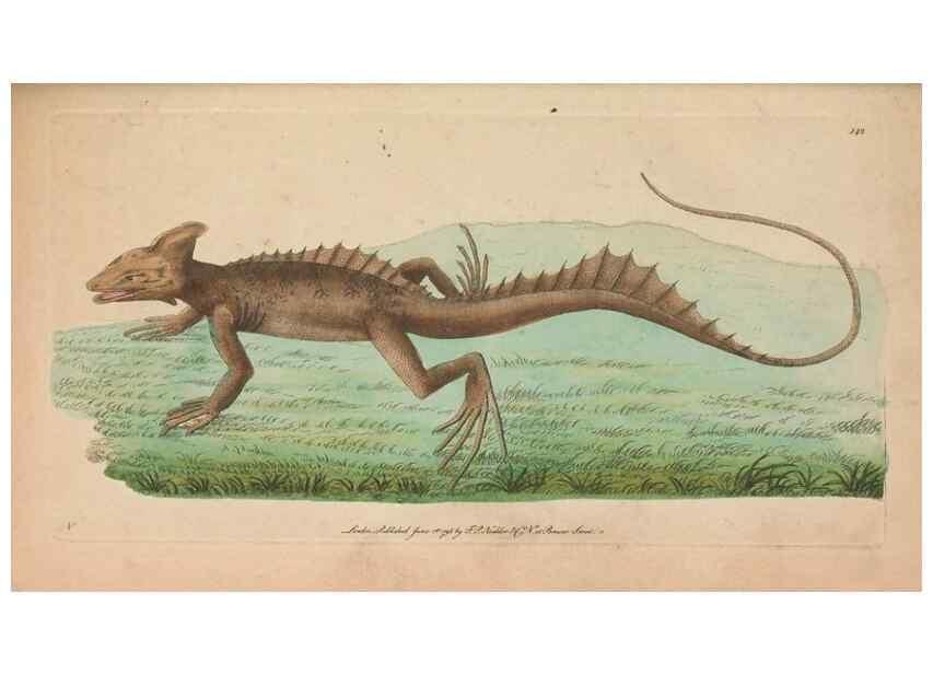 Reproducción/Reproduction 30814981746: The naturalist's miscellany, or Coloured figures of natural objects. London :Printed for Nodder & Co.,1789-1813