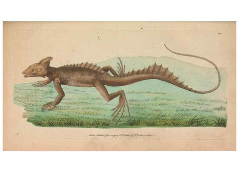 Reproducción/Reproduction 30814981746: The naturalist's miscellany, or Coloured figures of natural objects. London :Printed for Nodder & Co.,1789-1813