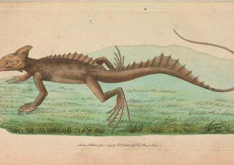 Reproducción/Reproduction 30814981746: The naturalist's miscellany, or Coloured figures of natural objects. London :Printed for Nodder & Co.,1789-1813