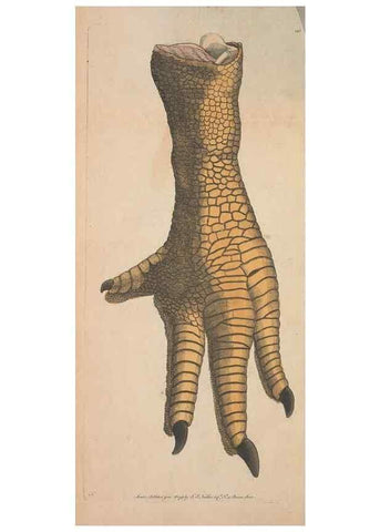 Reproducción/Reproduction 30814983306: The naturalist's miscellany, or Coloured figures of natural objects. London :Printed for Nodder & Co.,1789-1813