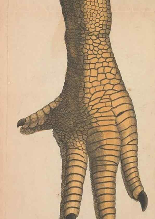 Reproducción/Reproduction 30814983306: The naturalist's miscellany, or Coloured figures of natural objects. London :Printed for Nodder & Co.,1789-1813
