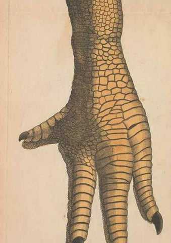 Reproducción/Reproduction 30814983306: The naturalist's miscellany, or Coloured figures of natural objects. London :Printed for Nodder & Co.,1789-1813