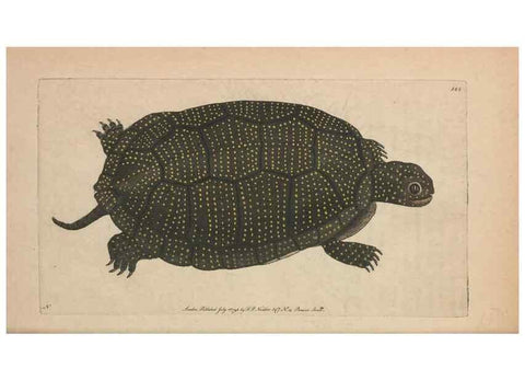 Reproducción/Reproduction 30550640540: The naturalist's miscellany, or Coloured figures of natural objects. London :Printed for Nodder & Co.,1789-1813