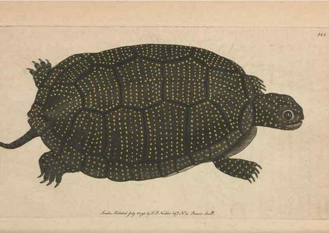 Reproducción/Reproduction 30550640540: The naturalist's miscellany, or Coloured figures of natural objects. London :Printed for Nodder & Co.,1789-1813