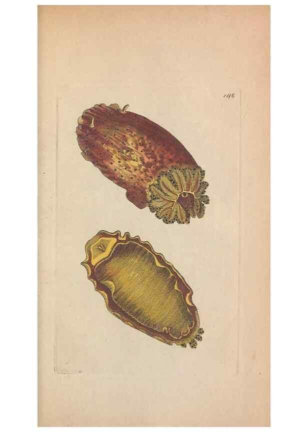 Reproducción/Reproduction 30814986206: The naturalist's miscellany, or Coloured figures of natural objects. London :Printed for Nodder & Co.,1789-1813