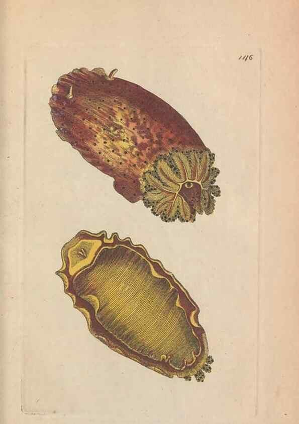 Reproducción/Reproduction 30814986206: The naturalist's miscellany, or Coloured figures of natural objects. London :Printed for Nodder & Co.,1789-1813