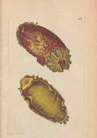 Reproducción/Reproduction 30814986206: The naturalist's miscellany, or Coloured figures of natural objects. London :Printed for Nodder & Co.,1789-1813