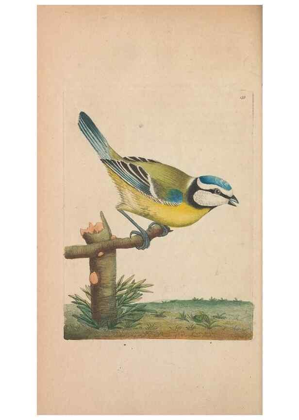 Reproducción/Reproduction 30550634170: The naturalist's miscellany, or Coloured figures of natural objects. London :Printed for Nodder & Co.,1789-1813