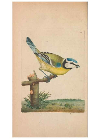 Reproducción/Reproduction 30550634170: The naturalist's miscellany, or Coloured figures of natural objects. London :Printed for Nodder & Co.,1789-1813