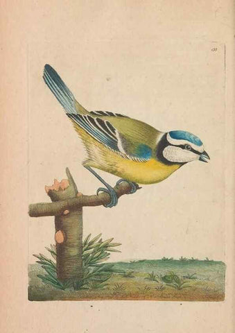 Reproducción/Reproduction 30550634170: The naturalist's miscellany, or Coloured figures of natural objects. London :Printed for Nodder & Co.,1789-1813