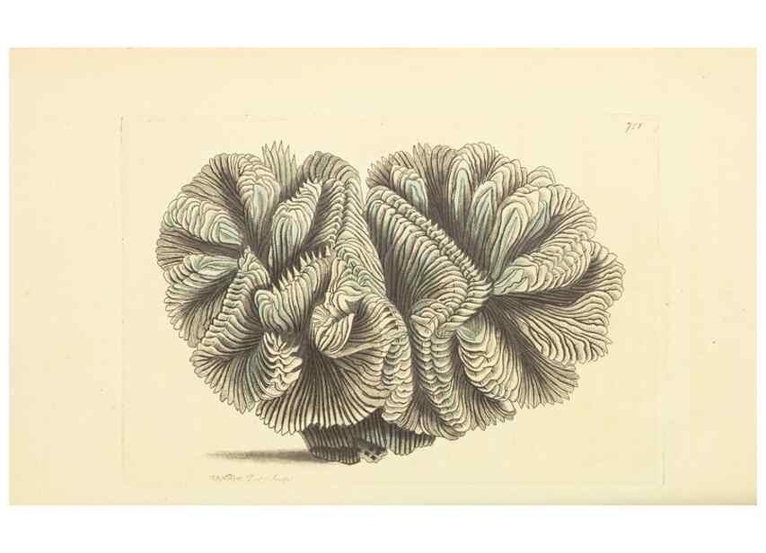 Reproducción/Reproduction 30869402865: The naturalist's miscellany, or Coloured figures of natural objects. London :Printed for Nodder & Co.,1789-1813