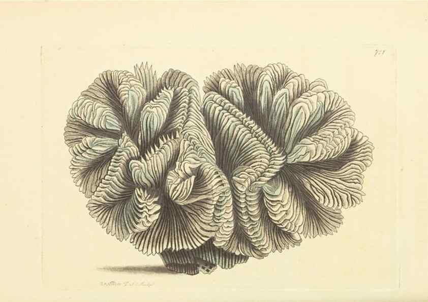 Reproducción/Reproduction 30869402865: The naturalist's miscellany, or Coloured figures of natural objects. London :Printed for Nodder & Co.,1789-1813