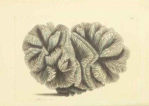 Reproducción/Reproduction 30869402865: The naturalist's miscellany, or Coloured figures of natural objects. London :Printed for Nodder & Co.,1789-1813