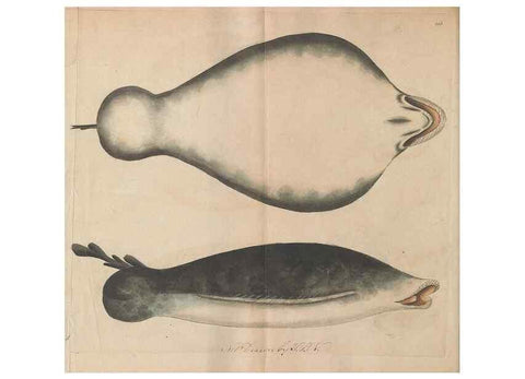 Reproducción/Reproduction 30869051985: The naturalist's miscellany, or Coloured figures of natural objects. London :Printed for Nodder & Co.,1789-1813