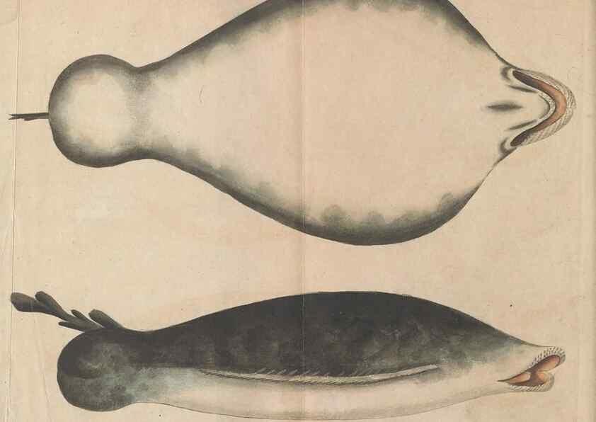 Reproducción/Reproduction 30869051985: The naturalist's miscellany, or Coloured figures of natural objects. London :Printed for Nodder & Co.,1789-1813