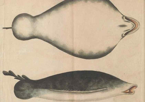 Reproducción/Reproduction 30869051985: The naturalist's miscellany, or Coloured figures of natural objects. London :Printed for Nodder & Co.,1789-1813