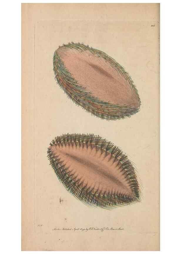 Reproducción/Reproduction 30236793324: The naturalist's miscellany, or Coloured figures of natural objects. London :Printed for Nodder & Co.,1789-1813