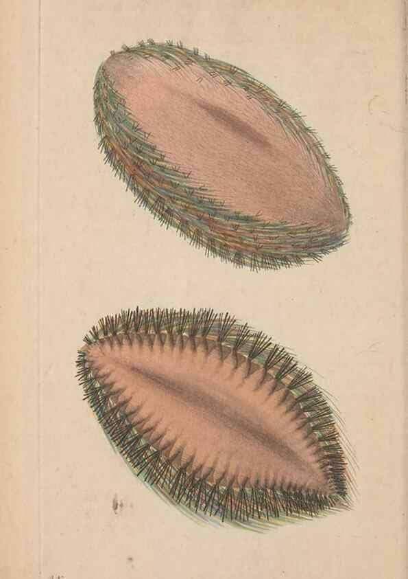 Reproducción/Reproduction 30236793324: The naturalist's miscellany, or Coloured figures of natural objects. London :Printed for Nodder & Co.,1789-1813