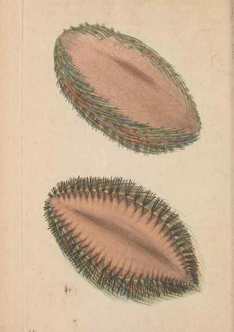 Reproducción/Reproduction 30236793324: The naturalist's miscellany, or Coloured figures of natural objects. London :Printed for Nodder & Co.,1789-1813