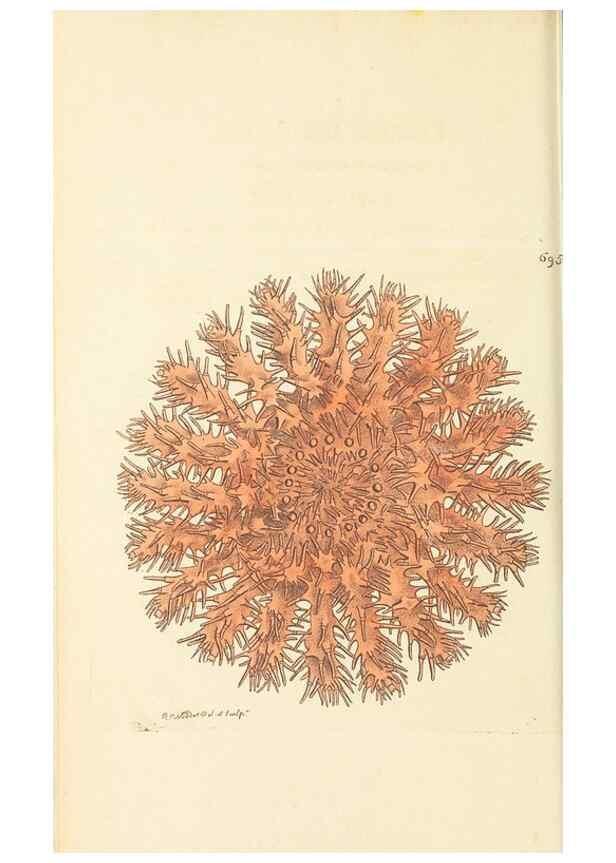 Reproducción/Reproduction 30752767622: The naturalist's miscellany, or Coloured figures of natural objects. London :Printed for Nodder & Co.,1789-1813