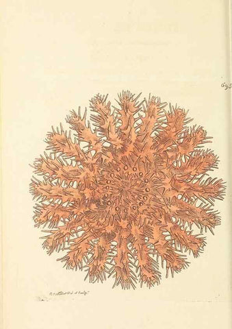 Reproducción/Reproduction 30752767622: The naturalist's miscellany, or Coloured figures of natural objects. London :Printed for Nodder & Co.,1789-1813